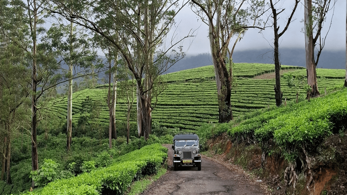 Risaie-e-piantagioni-di-te-a-Munnar-in-Kerala_OVET