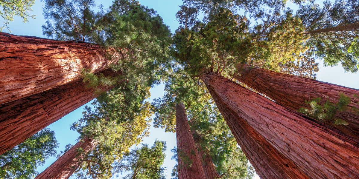 Sequoia-National-Park_OVET