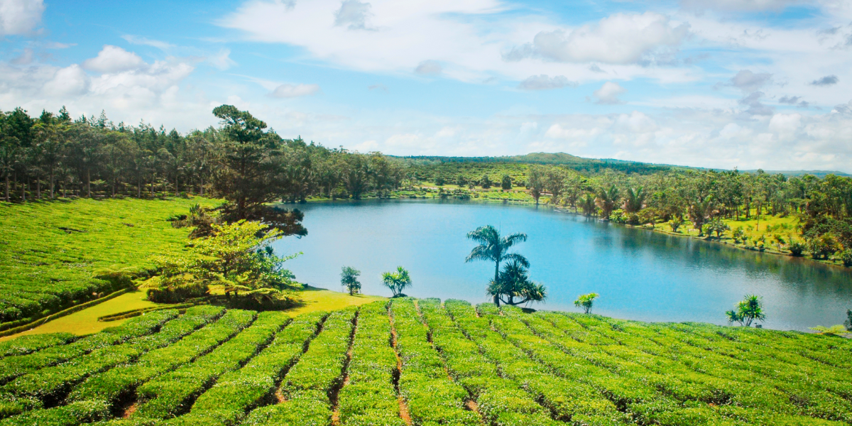 Cose-da-fare-a-Mauritius-viistare-piantagione-tè