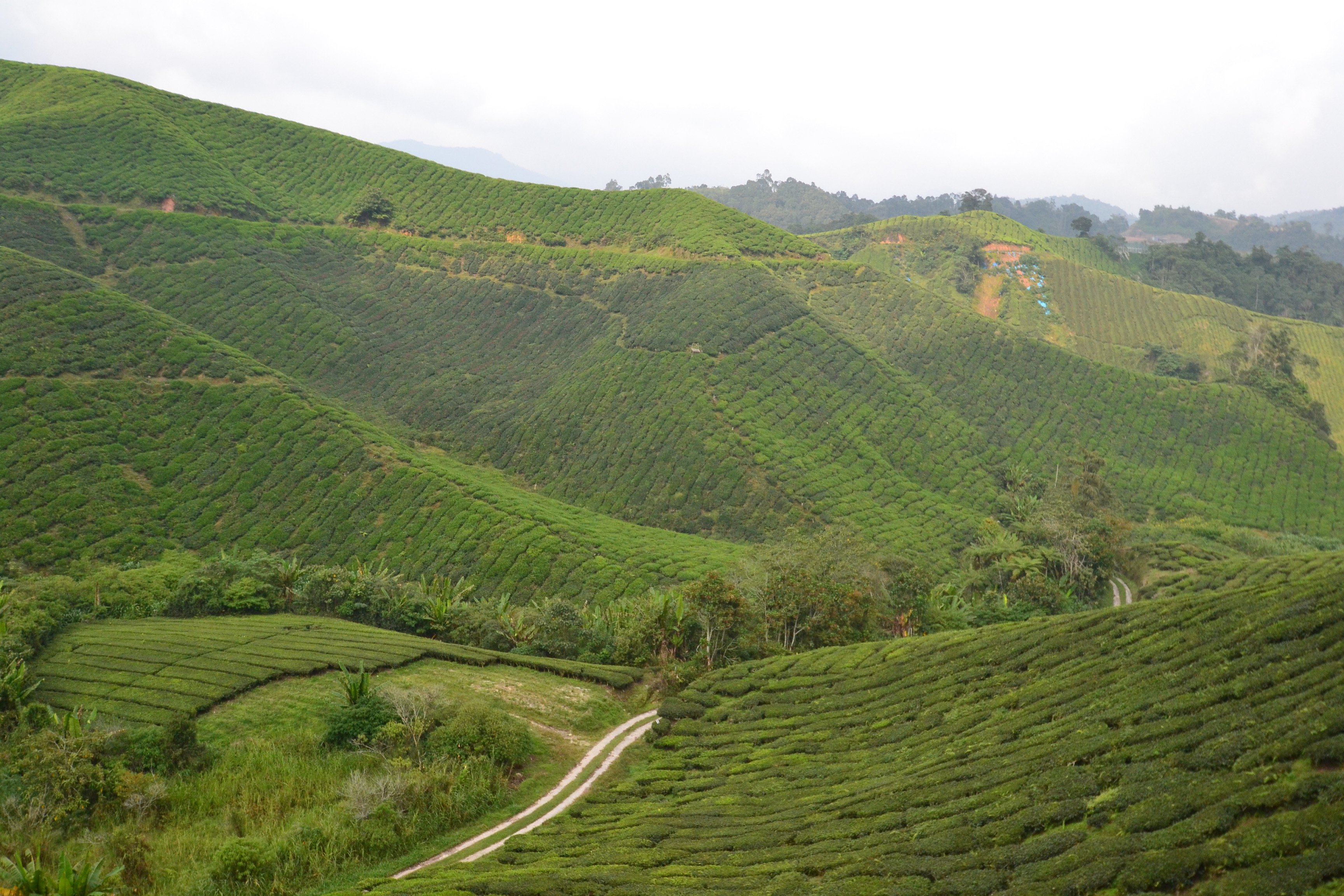 Tour-Malesia-peninsulare-Cameron-Highlands_ovet